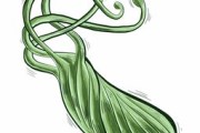 柑橘黃龍病菌傳播途徑（柑橘黃龍病是什么細(xì)菌）