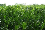 開州柑橘種植技術(shù)_帥橘種植技術(shù)
