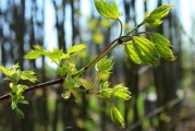 沃柑橘樹苗新品種重磅發(fā)布：抗病高產(chǎn)特性解析與栽培指南