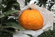 柑橘種植新技術(shù)有哪些優(yōu)點_紅韻香柑優(yōu)缺點