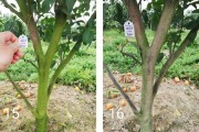 柑橘病蟲害嚴(yán)重的原因有哪些_蚜蟲對(duì)柑橘有什么危害