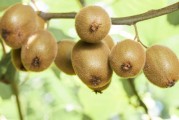 柑橘400畝種植技術(shù)_獼猴桃達到什么甜度農(nóng)場才收