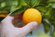 柑橘水分種植技術(shù)_柑橘灌溉有什么簡捷方法