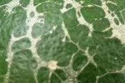 柑橘的病蟲害怎么防治_柑橘真菌細(xì)菌病害全面解析如何防治