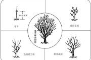 柑橘種植技術(shù)創(chuàng)新人才團(tuán)隊(duì)_怎么對(duì)現(xiàn)有的柑橘樹