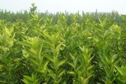 愛媛38號(hào)雜柑幾月份成熟_愛媛38號(hào)果凍橙種植條件