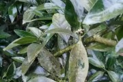 柑橘樹秋天病蟲害防治_9月反季節(jié)水果有哪些