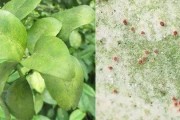 柑橘病蟲害防治鬧藥與時(shí)間_7至8月臍橙病蟲害防治技術(shù)