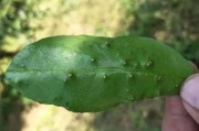 柑橘樹(shù)病蟲害周期表格_莊園小課堂柑橘黑點(diǎn)病 柑橘樹(shù)病蟲害周期表格_莊園小課堂柑橘黑點(diǎn)病