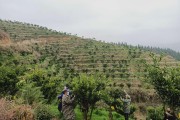 湖南柑橘苗種植技術(shù)_什么土壤最適應(yīng)種植柑桔