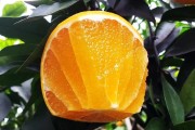 愛媛38號(hào) 產(chǎn)地_愛媛38號(hào)柑桔抗凍嗎 愛媛38號(hào) 產(chǎn)地_愛媛38號(hào)柑桔抗凍嗎