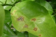 柑橘的種植技術(shù)與病害_柑橘碎葉病如何防治