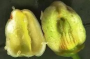 廣西柑橘病蟲(chóng)害及管理_桔子樹(shù)怎么預(yù)防果蠅
