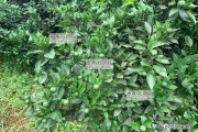 一年水肥管理柑橘種植技術(shù)_柑橘園水肥一體化技術(shù)如何實(shí)施