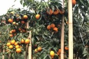 廣西柑橘種植技術(shù)圖片大全_廣西農(nóng)業(yè)種植致富項目