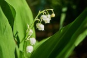 柑橘嫁接后多長時間才發(fā)芽？影響因素及管理技巧解析