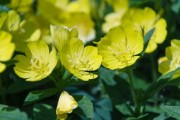 耙耙柑與春見品種區(qū)別解析：口感差異及種植區(qū)域說明