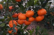 四川柑橘種植技術(shù)書籍_愛媛30柑橘種植條件