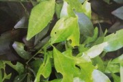 種植柑橘專業(yè)技術(shù)培訓(xùn)資料_最好柑橘樹(shù)苗新品種