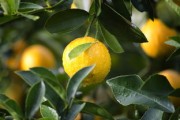 鮮甜多汁的沃柑3-4月份當季水果，春日黃金賞味期營養(yǎng)滿分