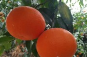 柑橘蓋膜施肥種植技術(shù)_柑橘?；ū９趺醋? title=