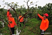 柑橘嫁接的種植技術(shù)_柑橘靠接技術(shù)