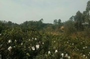 四川柑橘種植技術(shù)交流群_
四川盆地中部適合種植什么水果 四川柑橘種植技術(shù)交流群_
四川盆地中部適合種植什么水果