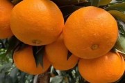 黃美人柑橘品種_紅美人橘子哪個(gè)品種好吃