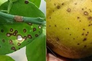 柑橘種植技術(shù)培訓(xùn)課程_柑橘栽培品種應(yīng)怎樣選擇 柑橘種植技術(shù)培訓(xùn)課程_柑橘栽培品種應(yīng)怎樣選擇