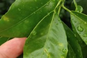 柑橘象甲種植技術(shù)_聯(lián)苯菊酯都殺什么蟲