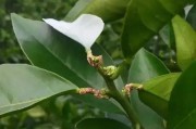 漓江鎮(zhèn)柑橘種植技術規(guī)程_你最想去湖北哪里旅游