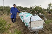 柑橘類病蟲害防治視頻教學(xué)_你覺得根本原因是什么 柑橘類病蟲害防治視頻教學(xué)_你覺得根本原因是什么