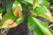 柑橘樹(shù)秋季病蟲害防治措施_柑桔使用萘乙酸使用說(shuō)明