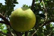 川津5號(hào)柑橘授權(quán)種植情況如何——區(qū)域分布及政策支持現(xiàn)狀分析