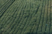 未來(lái)10大最有前景柑橘品種深度解析：產(chǎn)業(yè)趨勢(shì)與種植革命全指南