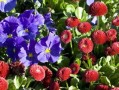 柑橘開(kāi)花前用什么藥防治紅蜘蛛（柑子樹(shù)上的紅蜘蛛用什么農(nóng)藥最好）