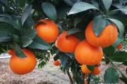 象山紅美人柑橘病蟲害_什么品種的發(fā)展趨勢(shì)比較好