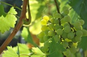 川金5號柑橘新品種海拔要求多少？適宜種植區(qū)域與栽培要點解析