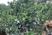 秋天柑橘種植管理技術_柑橘嫁接最佳時間么