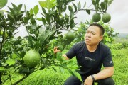 當(dāng)陽半月柑橘種植技術(shù)_椪柑最高產(chǎn)量是哪個國家 當(dāng)陽半月柑橘種植技術(shù)_椪柑最高產(chǎn)量是哪個國家
