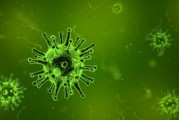 柑桔移栽主根斷能成活嗎？關鍵技術解析與成活率提升方案