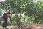 小青柑橘種植技術(shù)_你是什么時(shí)候開(kāi)始抗衰老的
