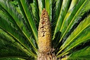 柑橘新品愛媛58號枝條：突破性品種的高效栽培技術解析