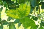 柑橘有哪些病蟲害圖片顯示_陽(yáng)光一號(hào)柑橘蟲子訂咬怎么辦