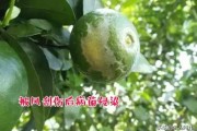柑橘果實(shí)病蟲害最全的圖庫(kù)_陽(yáng)光一號(hào)柑橘蟲子訂咬怎么辦