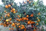 柑橘種植技術(shù)1000問(wèn)_愛(ài)媛68號(hào)黃美人種植技術(shù)