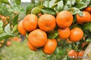 柑橘種植技術(shù)及施肥_1月份柑橘要用什么肥料