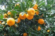 江西省柑橘種植技術(shù)_一橘四水什么意思 江西省柑橘種植技術(shù)_一橘四水什么意思