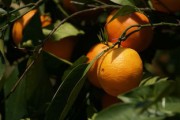 柑橘樹施肥最佳時(shí)間幾月份？關(guān)鍵月份與正確方法解析