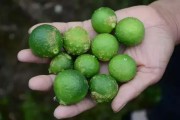 一畝柑橘的種植技術(shù)_柑橘拉枝技術(shù)和時間